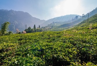 Непальский чай из Гималаев: наше путешествие за новыми вкусами