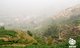Вид на деревню Цзю Си, которая находится в 60 км от АньСи. Основная часть чайных садов располагается на отметках 300-700 метров над уровнем моря.